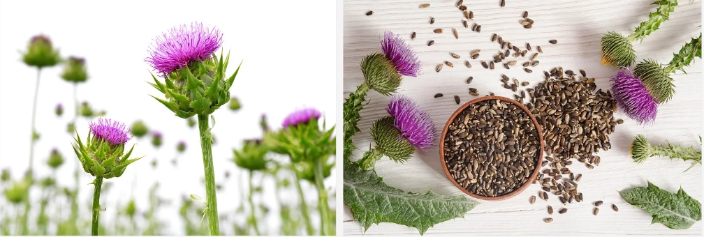 Organic Milk Thistle Extract..jpg